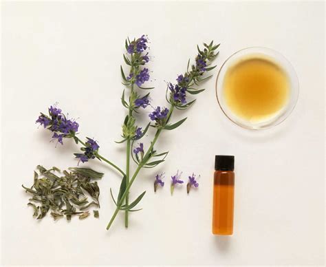 Hyssop: Uses, Side Effects, Dosage, Interactions