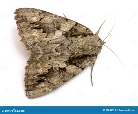 Image result for Large Moth