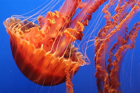 Top 7 Interesting Big Red Jellyfish Facts - STARNEWS