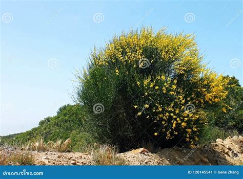 Spartium Junceum, The Spanish Broom, Rush Or Weavers Broom Background. Ornamental Plant Stock ...