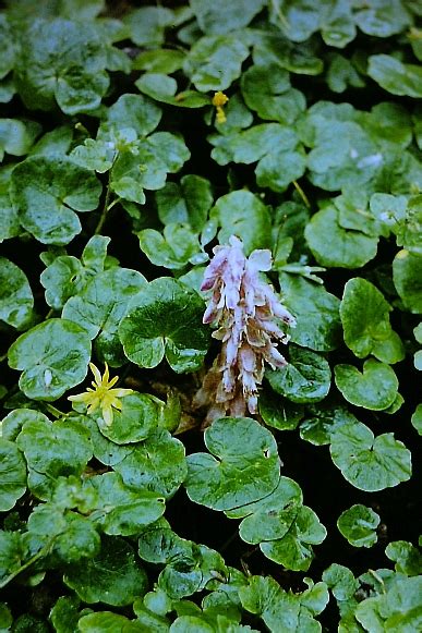 Podbílek šupinatý (Lathraea squamaria L.) a fotosyntéza - Bobův fotoblog