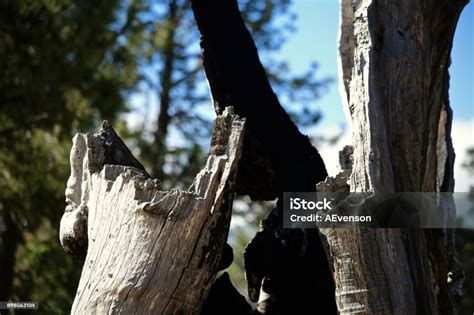 Image result for Rotted Tree