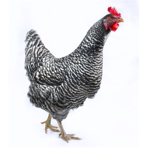 Hatching Eggs: Barred Plymouth Rock, Hen Haven Location - My Pet Chicken