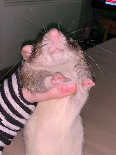 this mf opened spotify on my phone and almost put on SoaD and pissed on ...