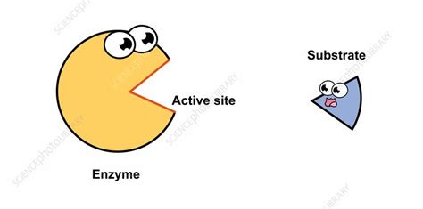 Enzyme Activity Process 的图像结果