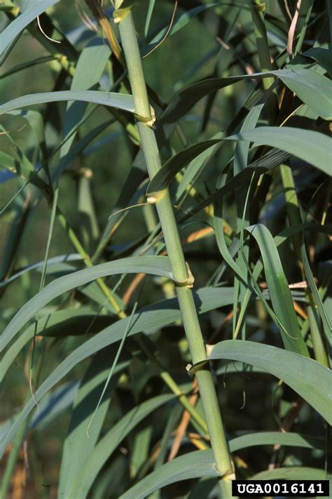 giant reed (Arundo donax L.)