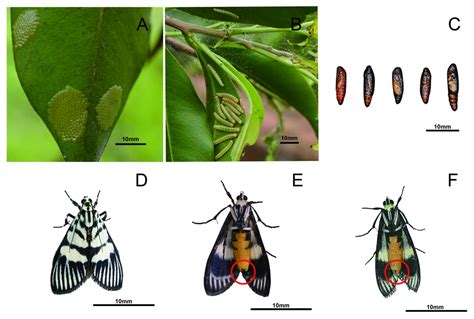 Heortia vitessoides Infests Aquilaria sinensis: A Systematic Review of ...