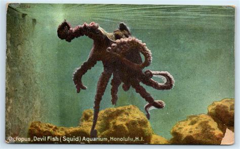 Image result for Red Devil Squid