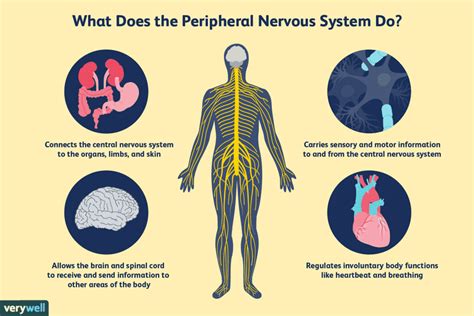 Image result for Peripheral Nervous System