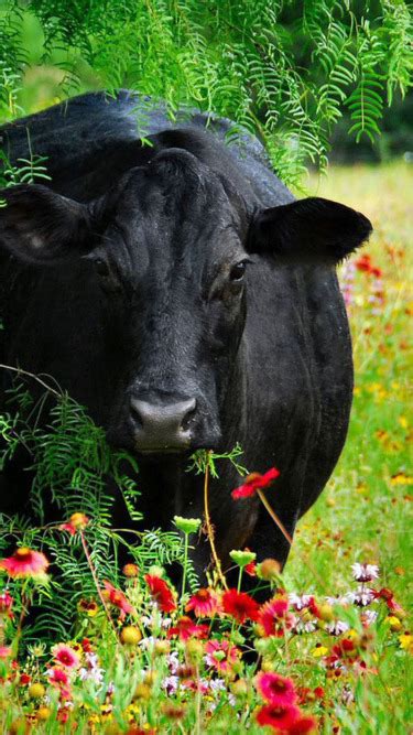 Download wallpaper field, flowers, tree, Wallpaper, cow.Maki, section ...
