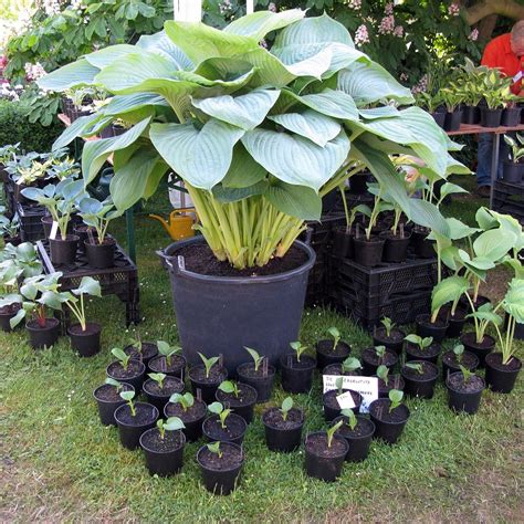 Hosta Empress Wu - Une variété géante, impressionnante | Hosta plants ...