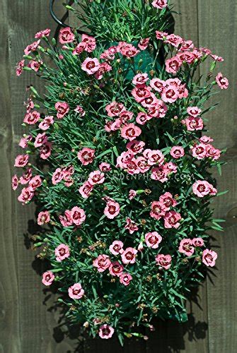 Creative Farmer Flower Seeds : Dianthus Dianthus Brilliant Garden Seeds ...