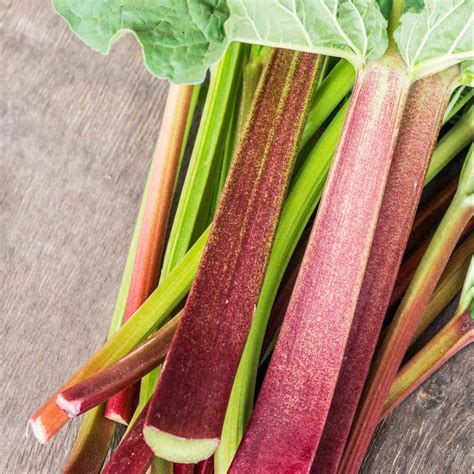 Can Chickens Eat Rhubarb? - Mranimal Farm