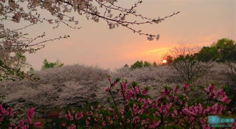 春风十里百花怒放 省植物园变身“樱的国”丨航拍长沙-长沙-长沙晚报网