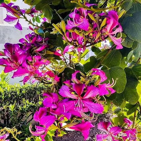 TAPOBON Purple Colour Kanchan Bauhinia purpurea Flower Live Plants ...