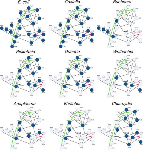 Frontiers | Plasticity in the cell division processes of obligate ...