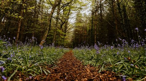 Wallpaper forest, path, spring, flowering hd, picture, image