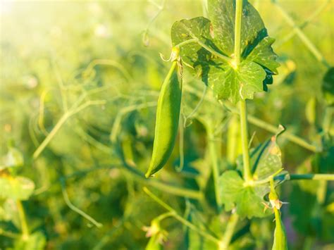 香豌豆花如何种植？香豌豆的育种方法和保养要点-绿宝园林网