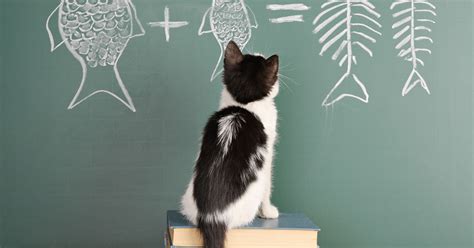 Image result for Cat Learning