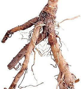 Urancia Natural Chicory root Kasani Cichorium Intybus Root Seed Price ...