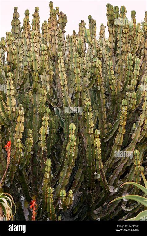 Umdlebe Tree 的图像结果