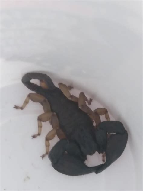 Hi guys is this scorpion venomous or not : r/Scorpions
