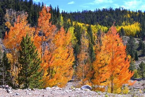 Fall Color in Colorado. The Aspen trees were amazing! | Aspen trees ...
