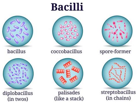 Bacteria and their types — lesson. Science State Board, Class 9.