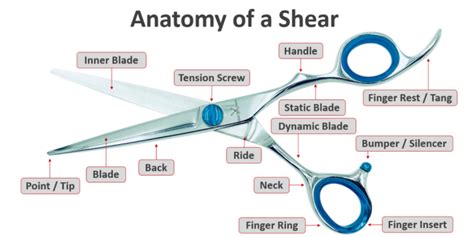 shears 的图像结果