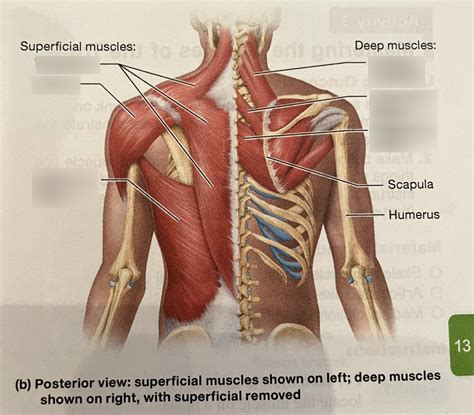 Image result for Back Muscle Chart