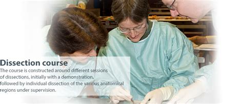 Image result for Hand Dissection