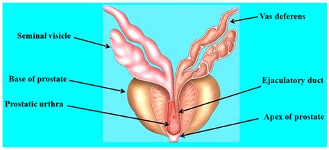 Female Prostate Gland Anatomy