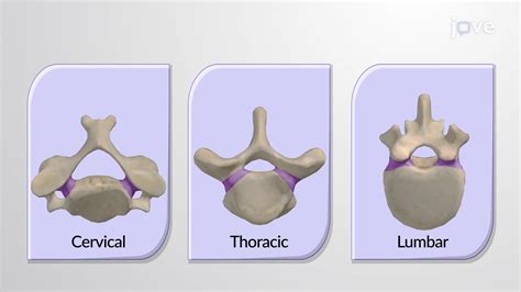 Structures de la vertèbre | Anatomie et Physiologie | Vidéo