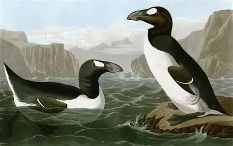 Grand Pingouin de John James Audubon - Reproduction gravure