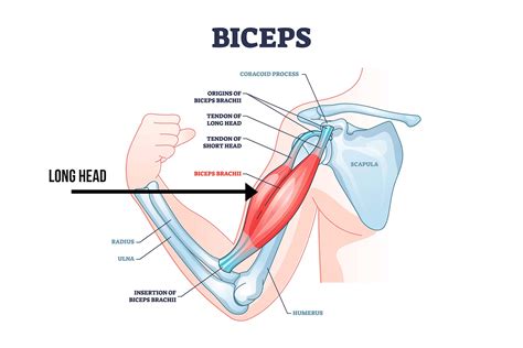 The 4 Best and Worst Bicep Exercises for Bigger Arms