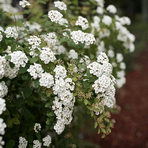 Bridal Wreath Spirea