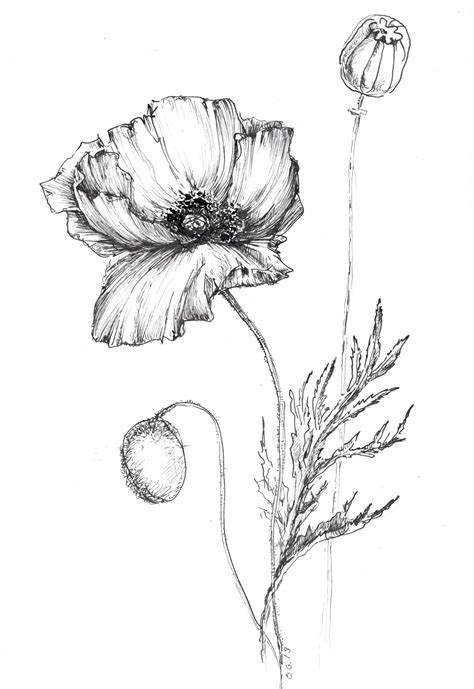 Poppy Flower Drawing
