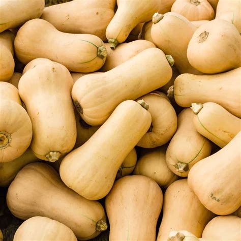 How To Store Butternut Squash | Storables