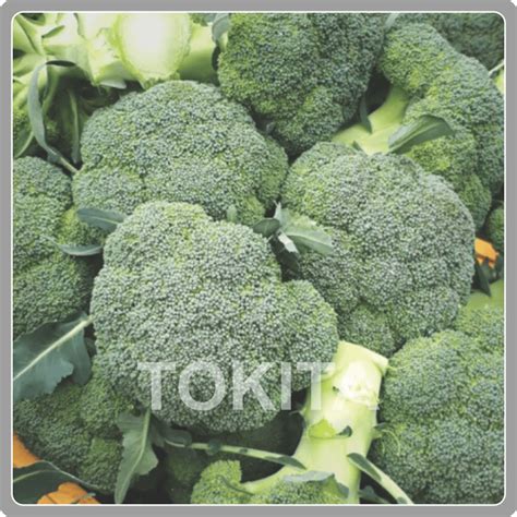 Broccoli | TIPL