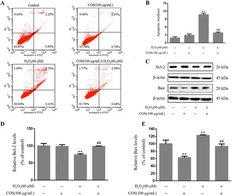 H2O2 Apoptosis 的图像结果