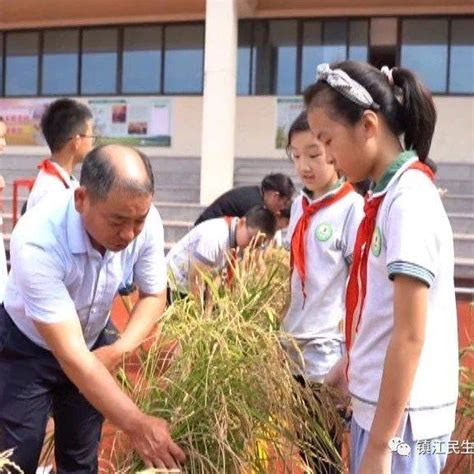 镇江这所小学真会“玩”！学生开学忙着收水稻_活动