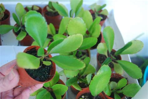 Kalanchoe Pinnata - Miracle Leaf Plant - Life Love Plant - Bryophyllum ...