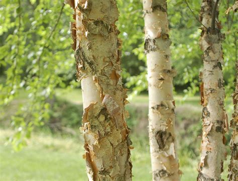River Birch Tree: Grow and Care Guide
