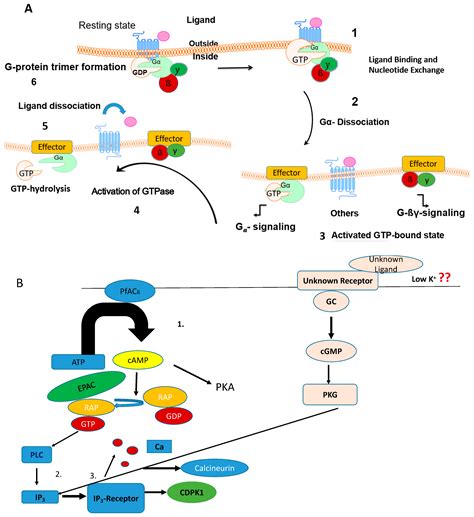 Druggable Targets in Cyclic Nucleotide Signaling Pathways in ...