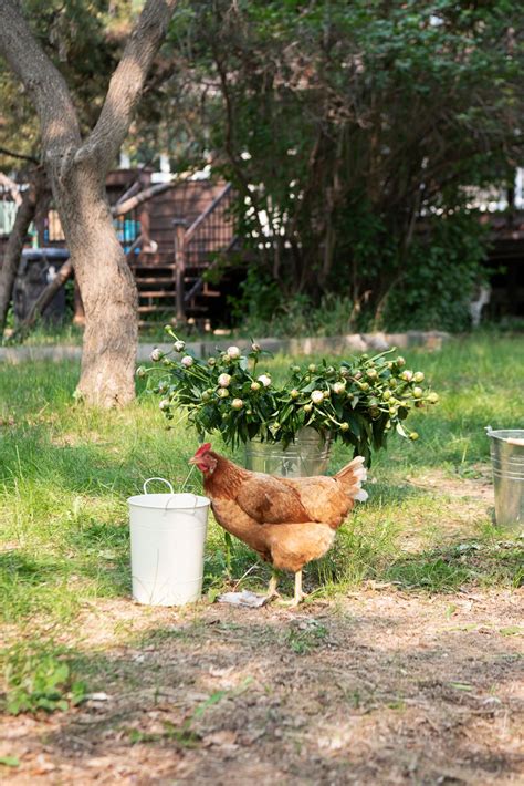 Why We Free Range Chickens in Our Garden for Healthier Plants ...
