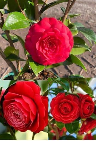 Zxxyanbi Live Rare Variety Camellia Red Beauty Live Flower Plant Hybrid ...