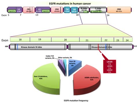 ntEGFR: A server for predicting and designing of EGFR inhibitors