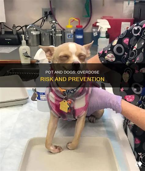 Dogs Getting into Pot 的图像结果