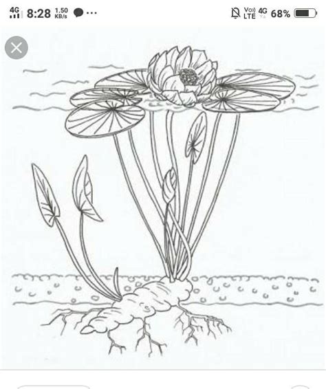 label the diagram of waterlily - Brainly.in