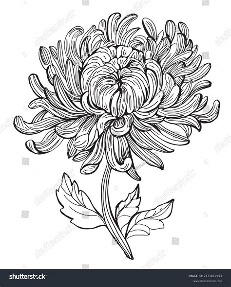 16,009 Chrysanthemum Flower Drawing Stock Vectors and Vector Art ...